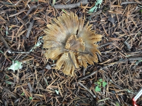 Odd (probably old) mushroom